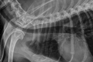 Radiologia per animali Corsico